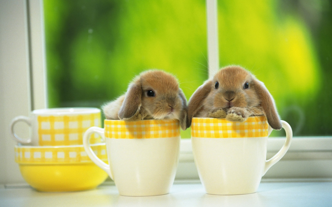 Sweet As Sugar Bunnies